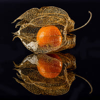 poster-print-physalis