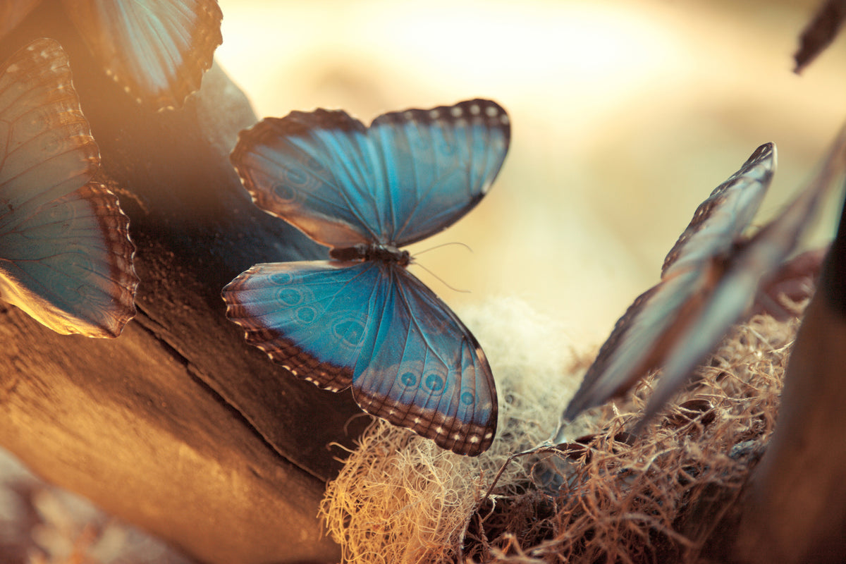 3-piece-aluminium-print-butterflies
