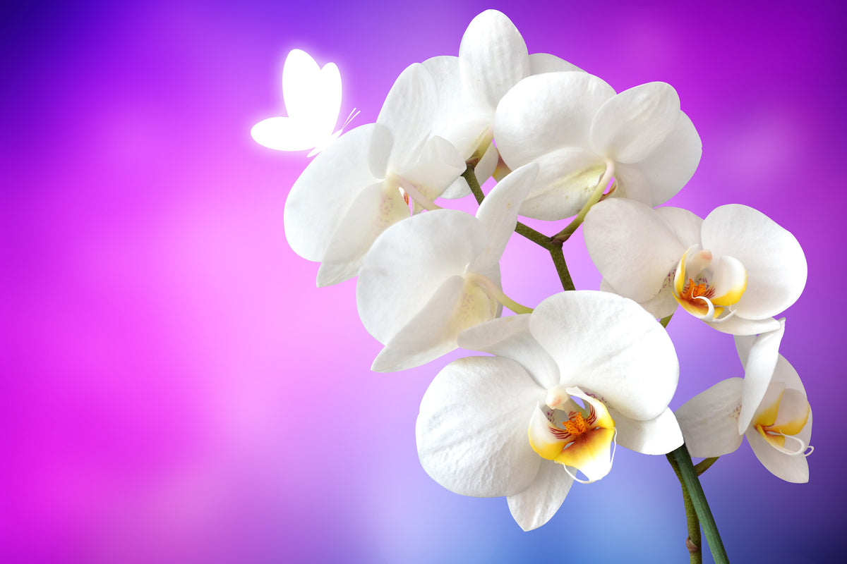 3-piece-canvas-print-flower-power-orchid