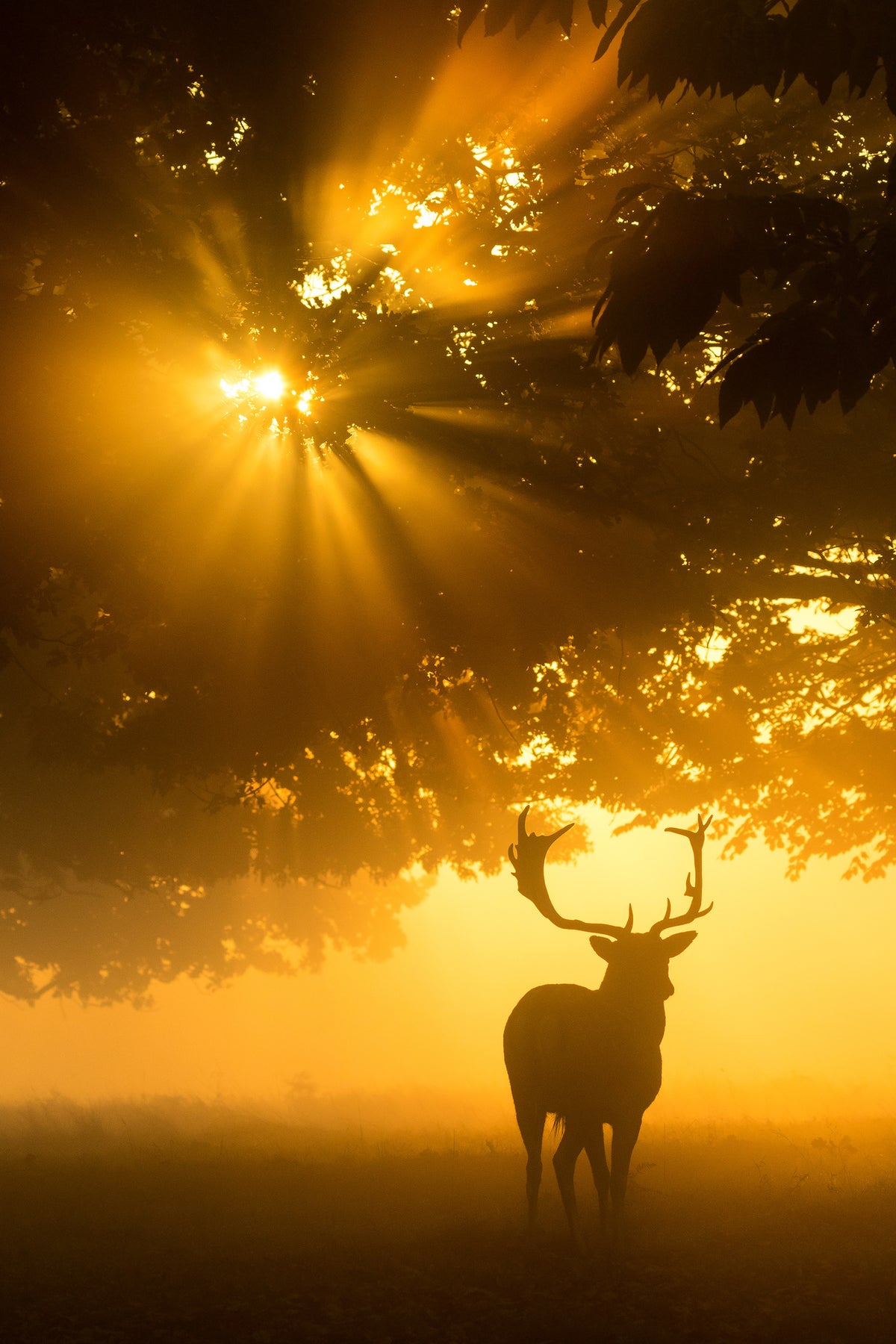 canvas-print-mist-on-tree-cant-stop-sunshine-x
