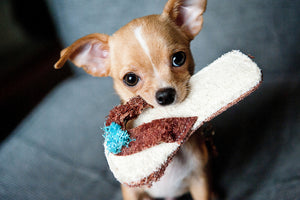 acrylic-print-obedient-chihuahua