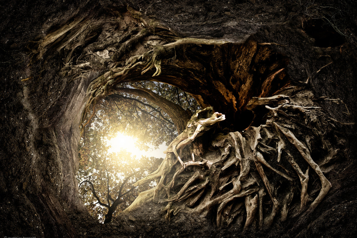 aluminium-print-under-the-trees