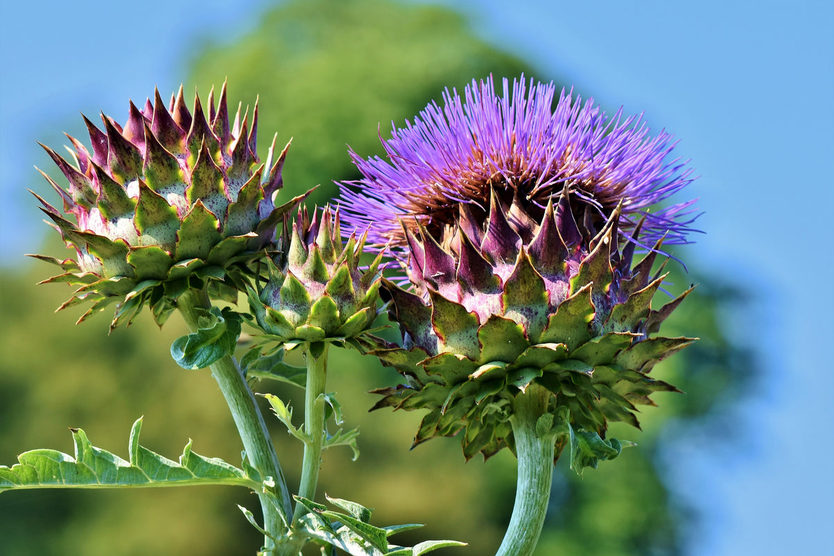 framedposter-print-the-artichoke-xl