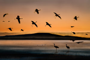 canvas-print-fly-in-at-sunset