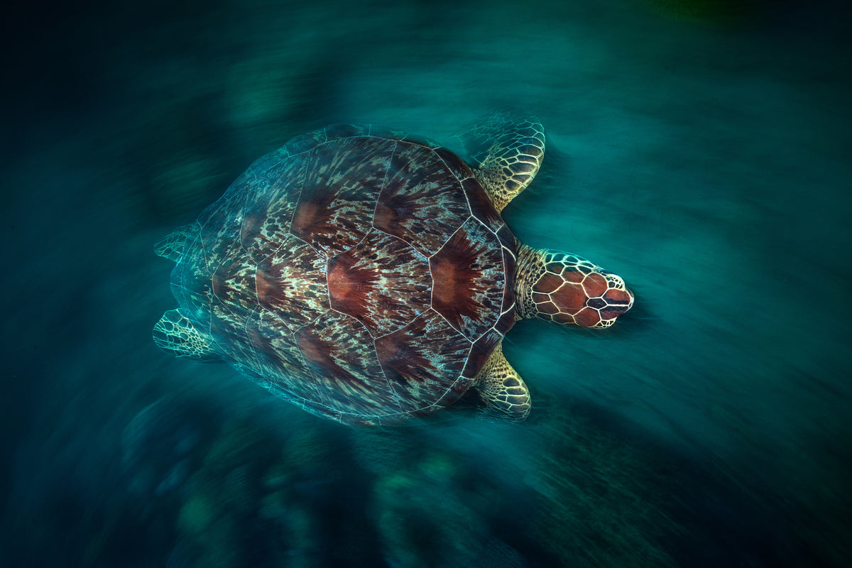 acrylic-print-valocity-turtle