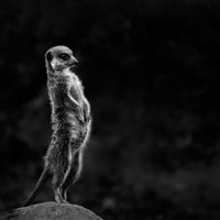 acrylic-print-the-meerkat