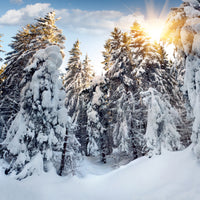 9-piece-aluminium-print-fir-in-snow