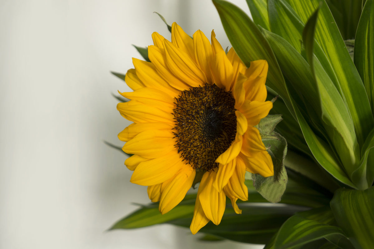 aluminium-print-beautiful-sunflower