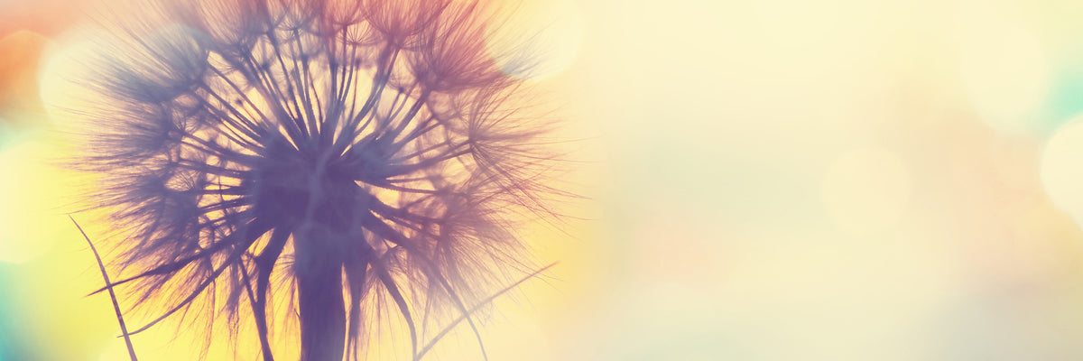 panoramic-3-piece-acrylic-print-the-dandelion-in-the-light-panorama