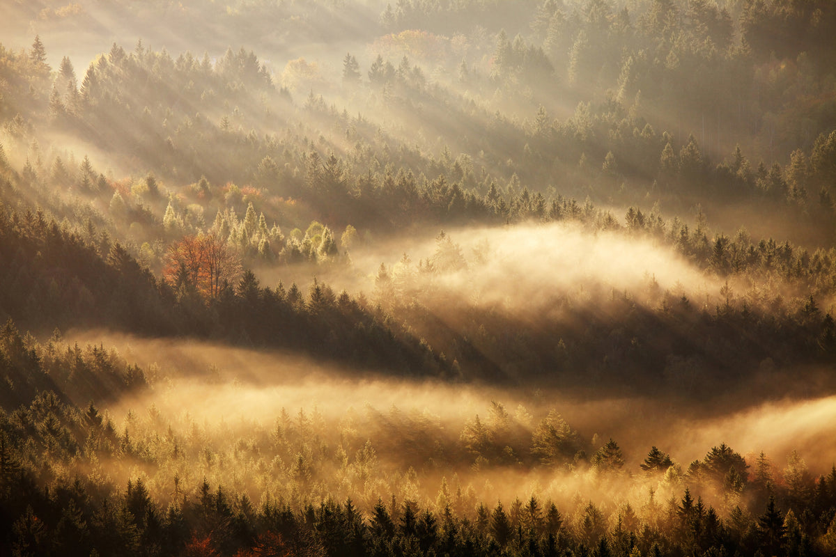 aluminium-print-autumn-rays-x