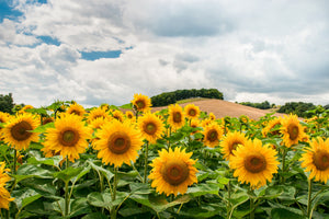 modern-3-piece-canvas-print-landscape-with-sunflowers
