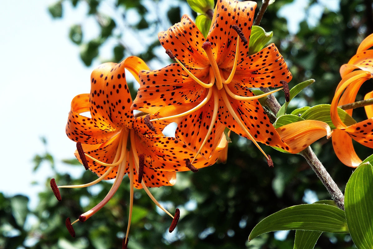3-piece-acrylic-print-the-wild-tiger-lilies
