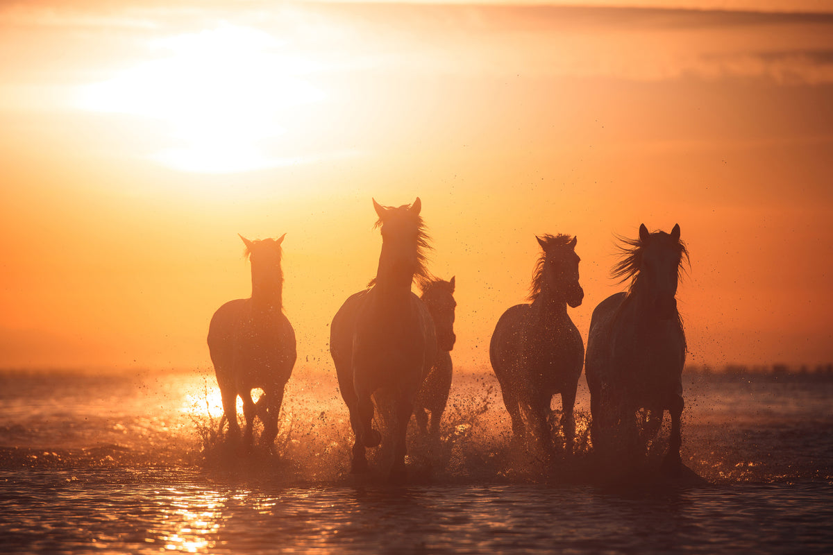 poster-print-camargue-angels-x