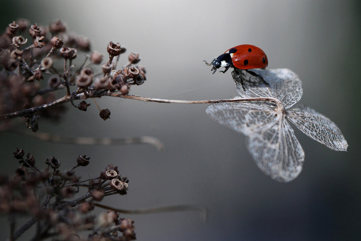 aluminium-print-ladybird-on-hydrangea