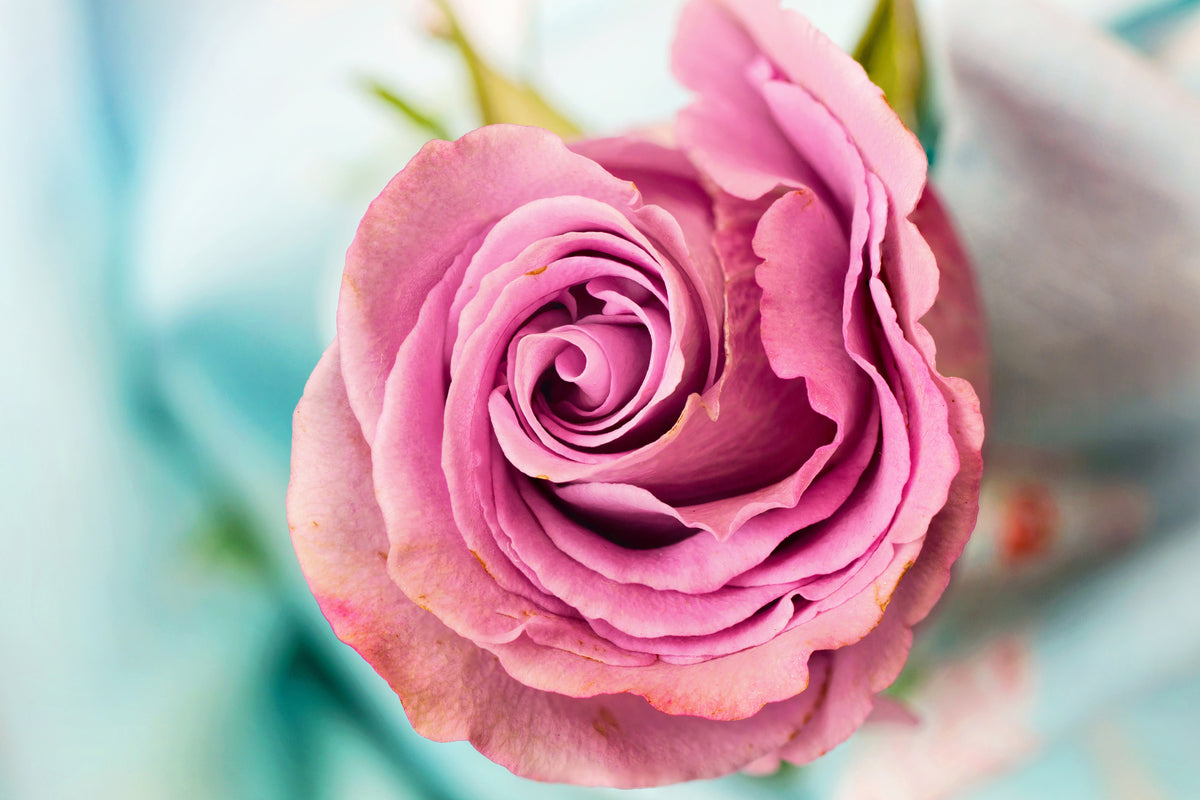 aluminium-print-roseblossom-in-pink