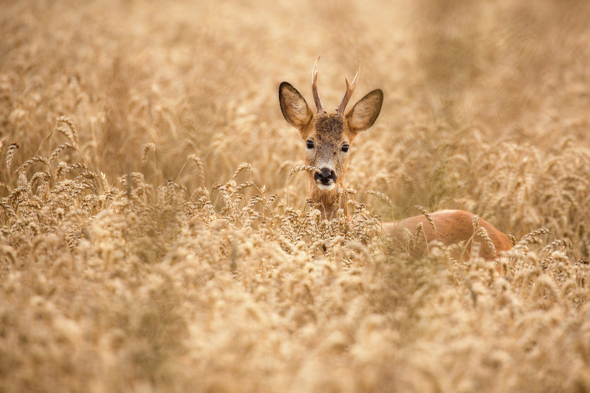framedposter-print-deer-in-the-field-x