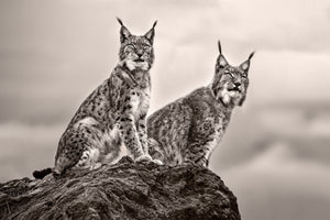 3-piece-acrylic-print-two-lynx-on-rock