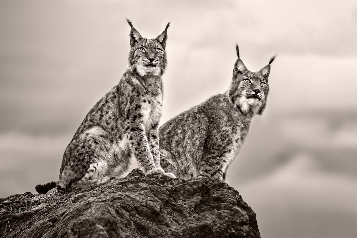 3-piece-acrylic-print-two-lynx-on-rock