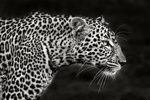 acrylic-print-leopard-close-up-x
