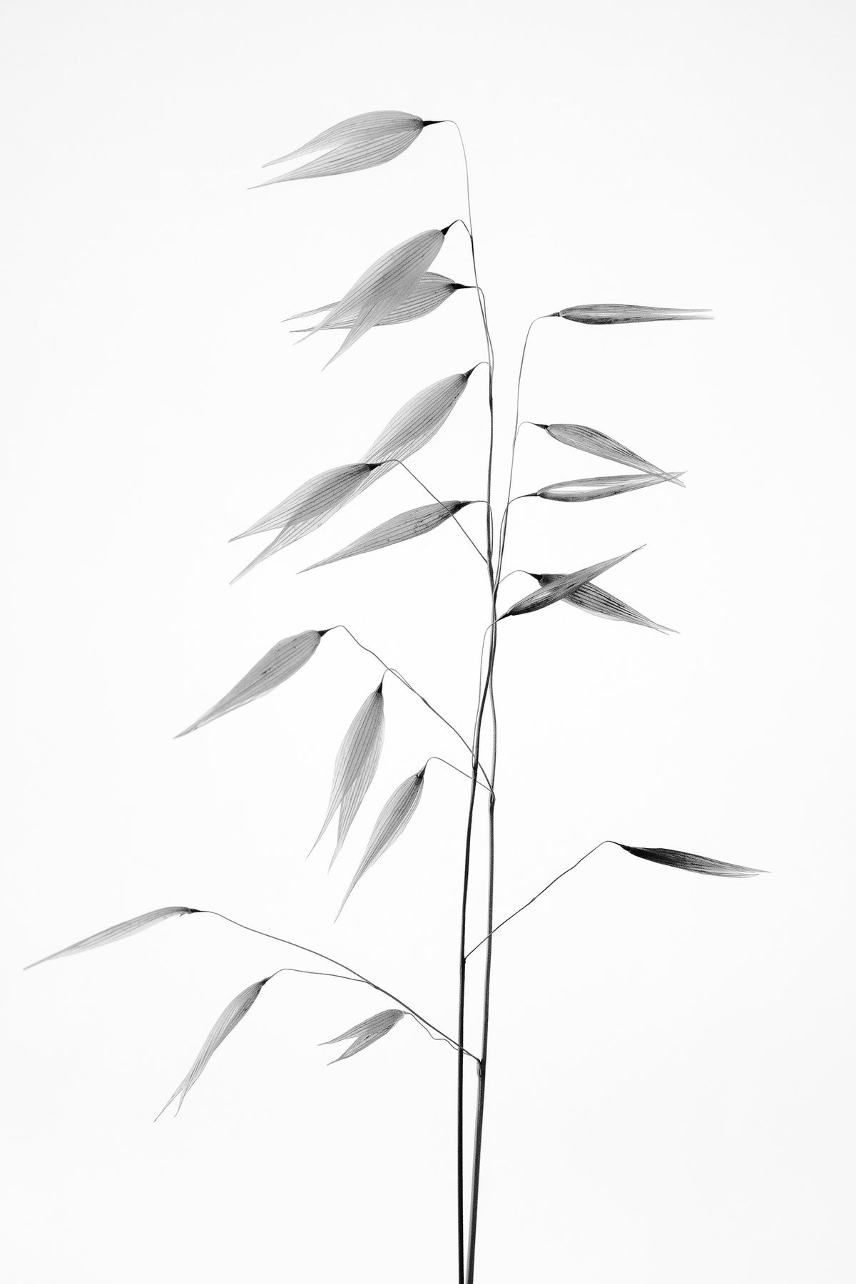 aluminium-print-sharpness-of-the-nature-x