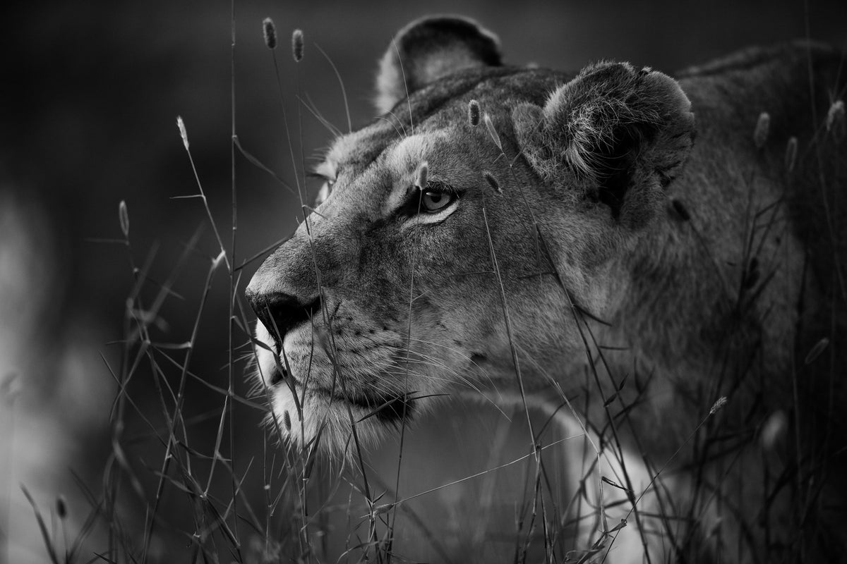 acrylic-print-untitled-xomoma