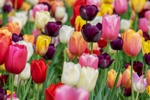 modern-3-piece-acrylic-print-the-colors-of-the-tulips