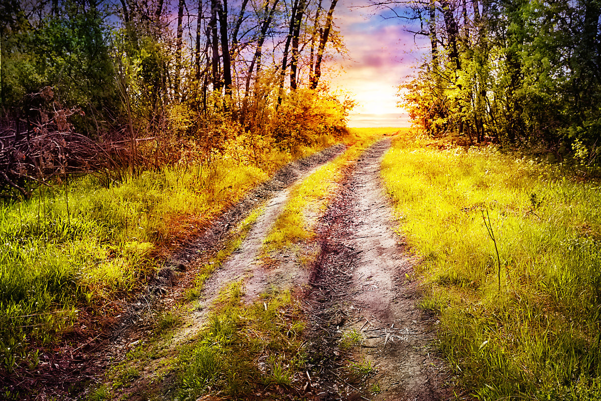 aluminium-print-the-forest-path
