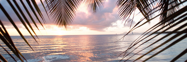 panoramic-aluminium-print-under-palm-leaves-panorama