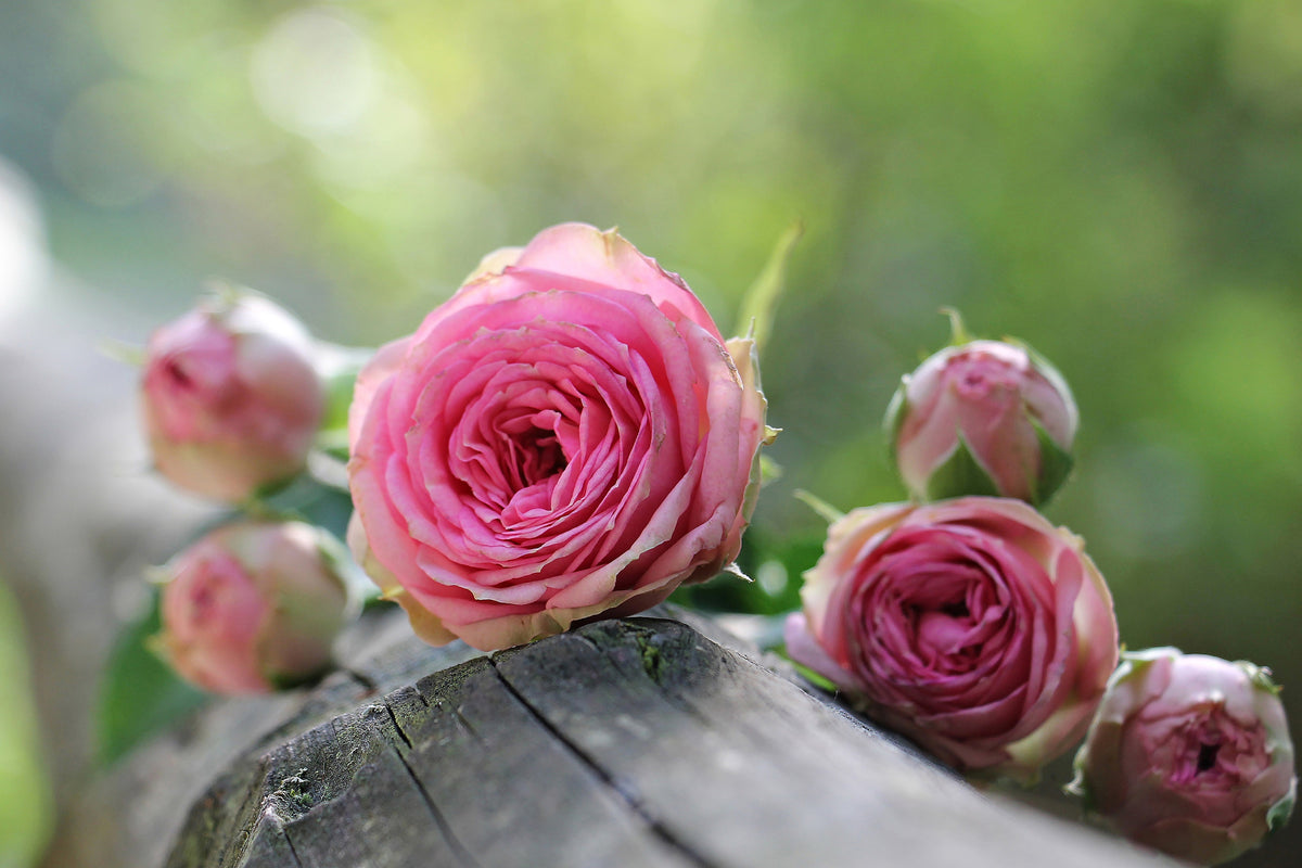 acrylic-print-bush-roses