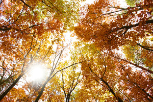 3-piece-canvas-print-enlightened-autumn-trees