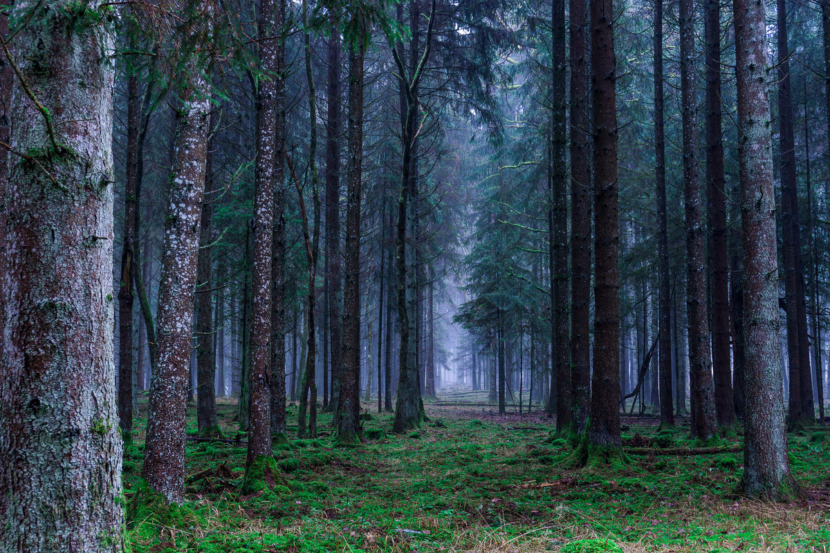 framedposter-print-fir-trees-forest