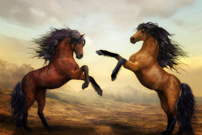 poster-print-two-wild-horses