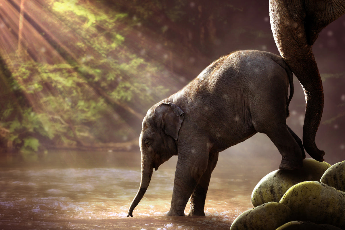 aluminium-print-the-elephant-baby