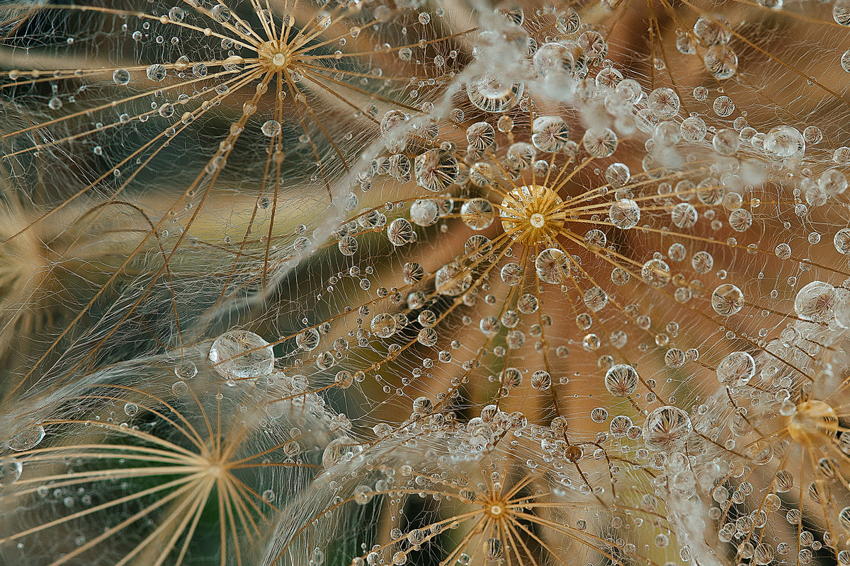 acrylic-print-starless-x