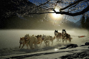 3-piece-acrylic-print-huskies