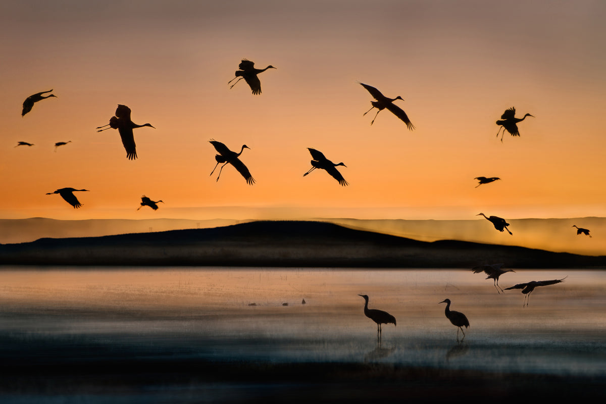 3-piece-aluminium-print-fly-in-at-sunset