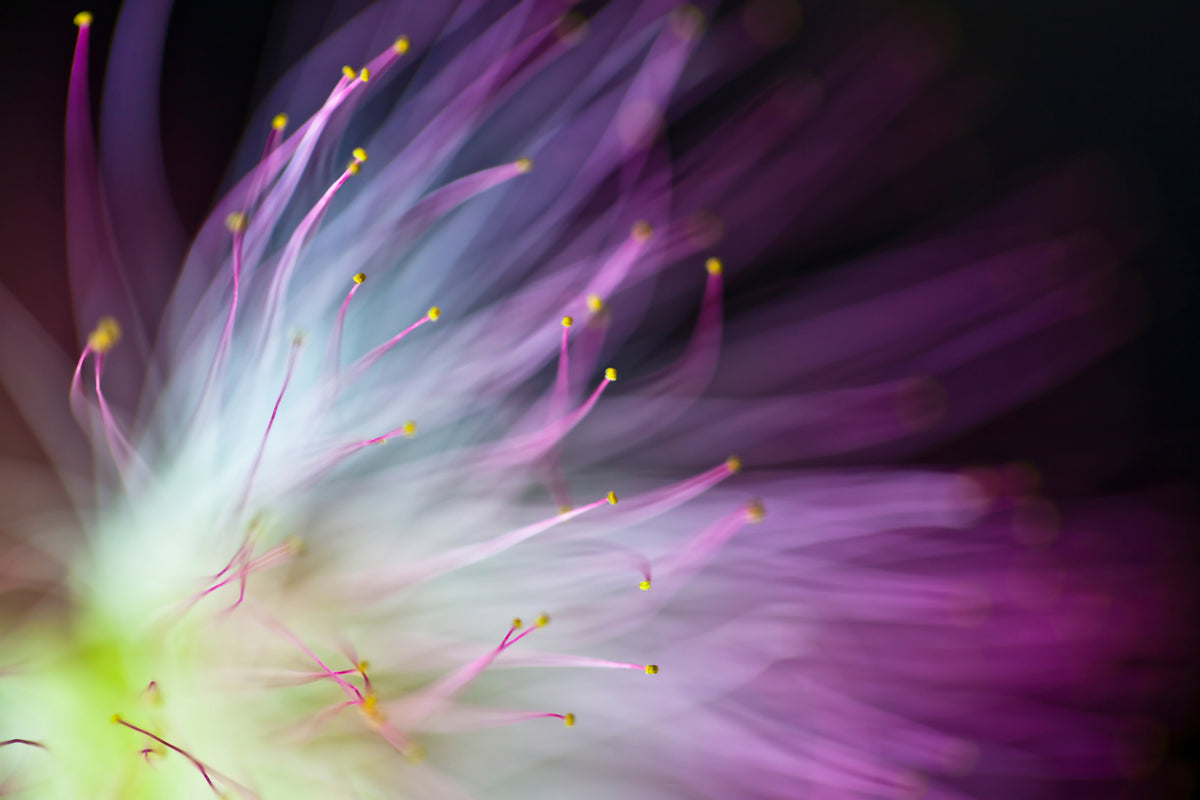 poster-print-the-will-o-the-wisp