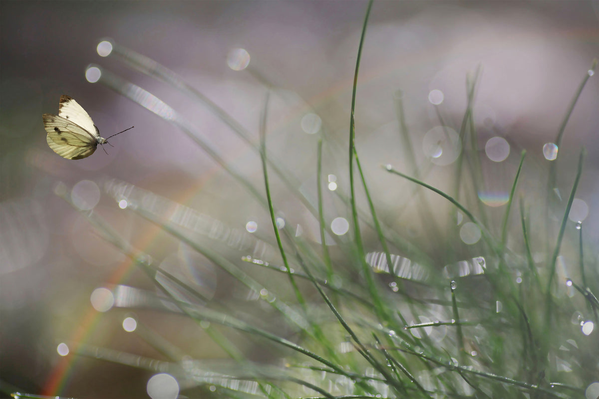acrylic-print-imminent-landing