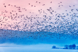 3-piece-canvas-print-flying-in-the-fogging-morning