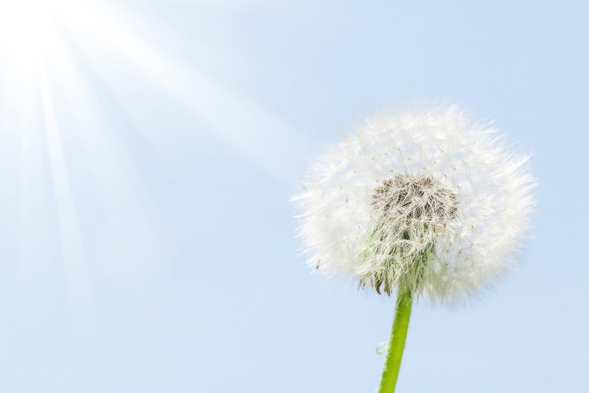 3-piece-acrylic-print-dandelion-in-sunbeam