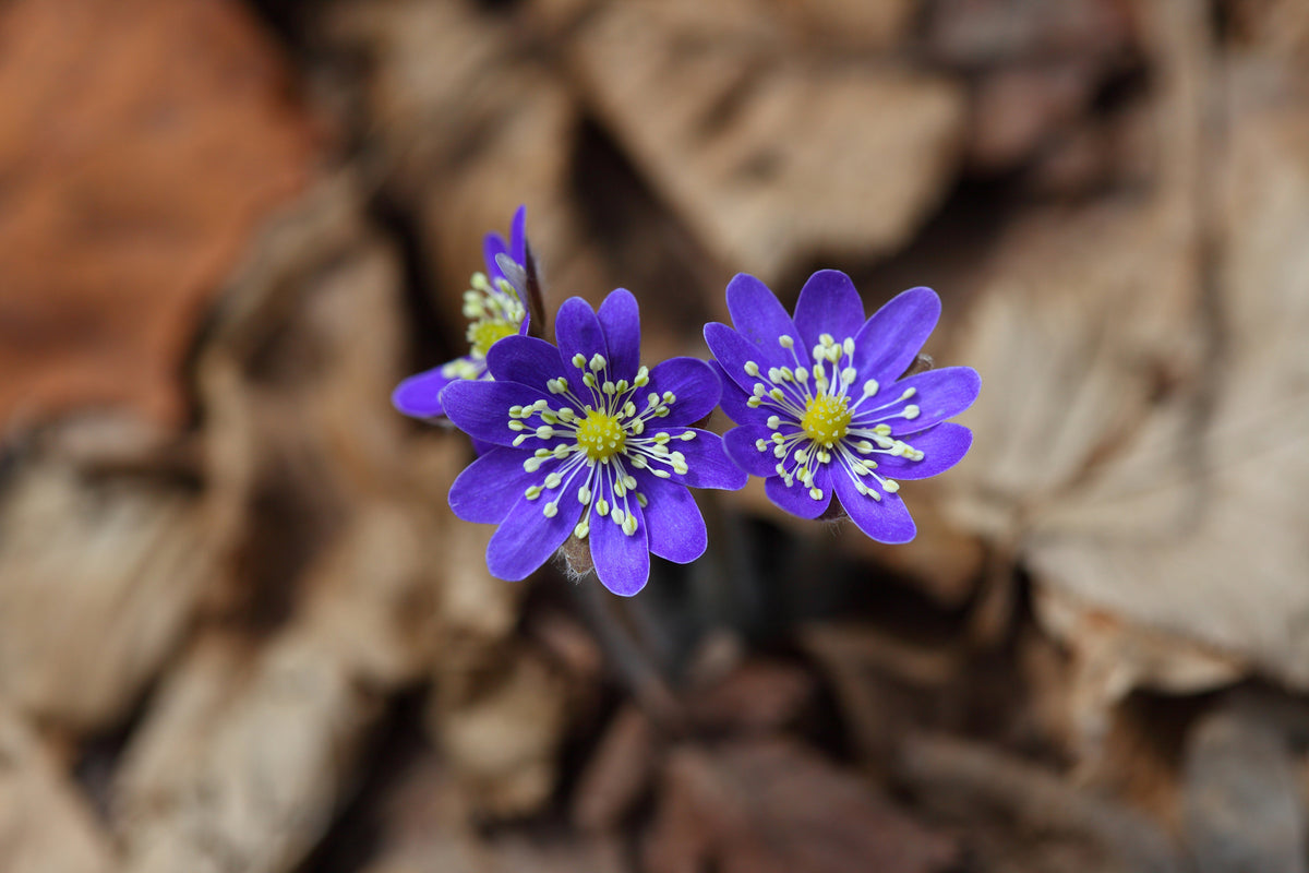 framedposter-print-wildflowers