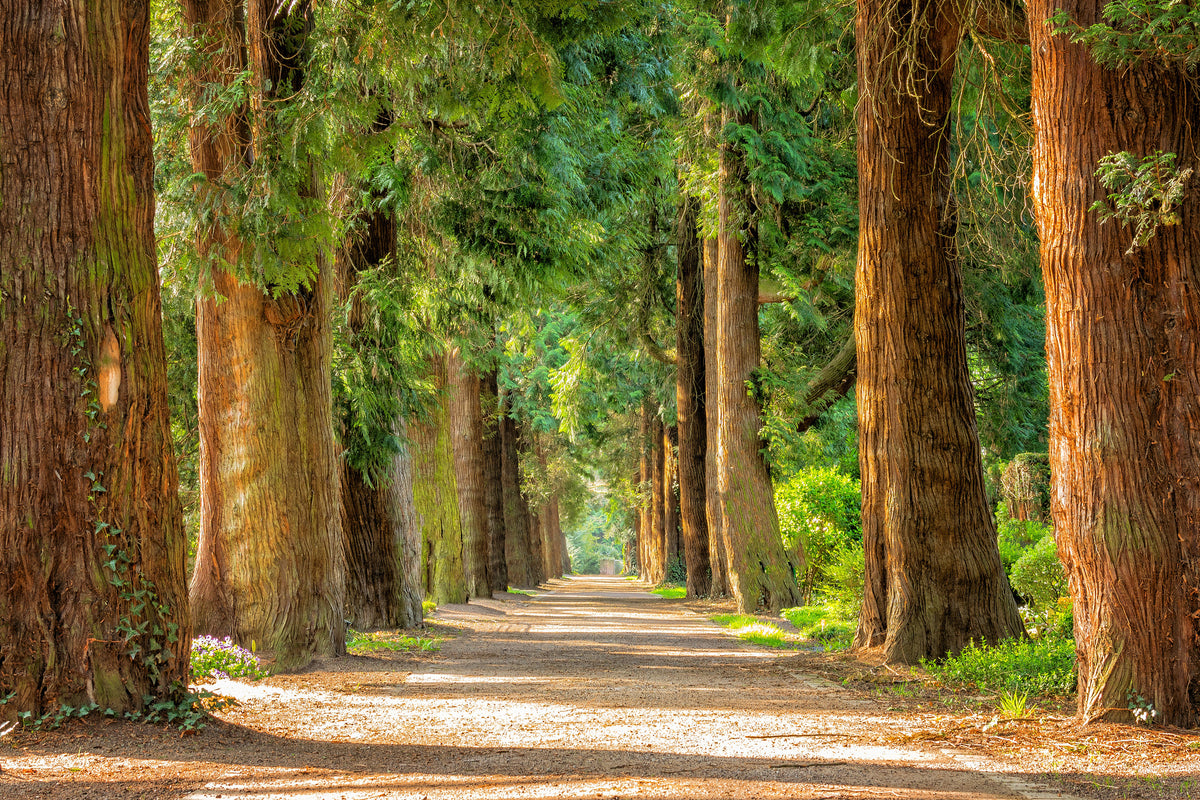 3-piece-canvas-print-the-green-avenue
