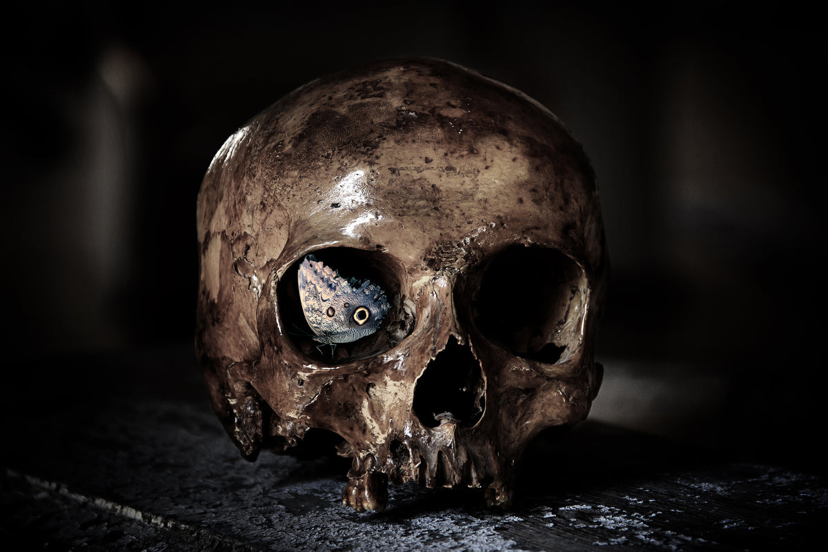 3-piece-canvas-print-the-skull