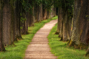 framedposter-print-a-path-in-the-forest