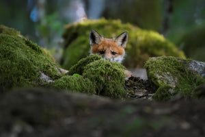 acrylic-print-curious-fox-x