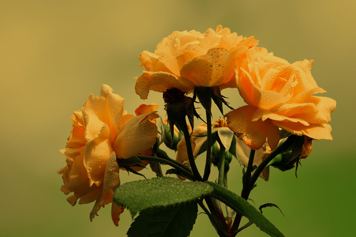 3-piece-acrylic-print-the-roses-in-nature