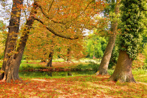 framedposter-print-in-the-middle-of-autumn-trees