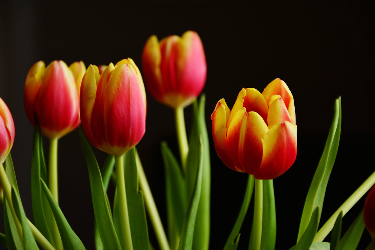 3-piece-aluminium-print-colorful-tulips