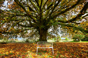 3-piece-aluminium-print-my-favorite-tree