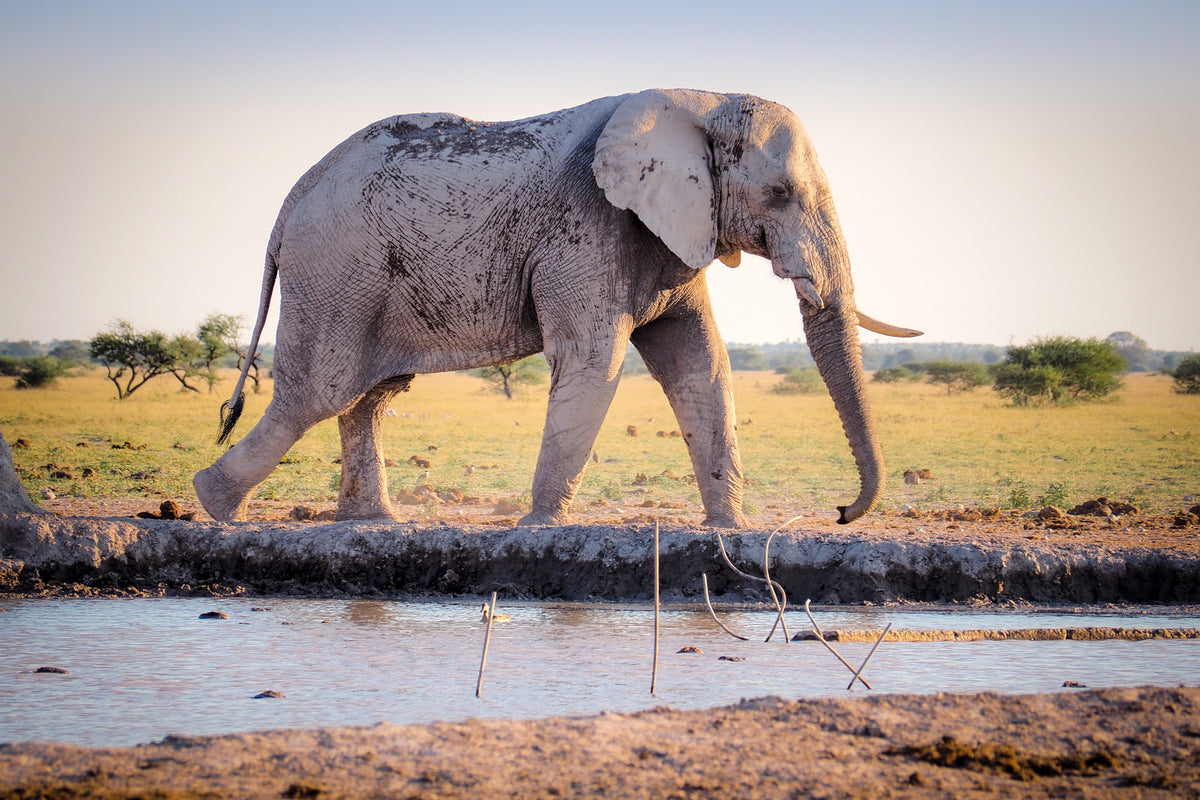3-piece-aluminium-print-elephant-in-the-nature